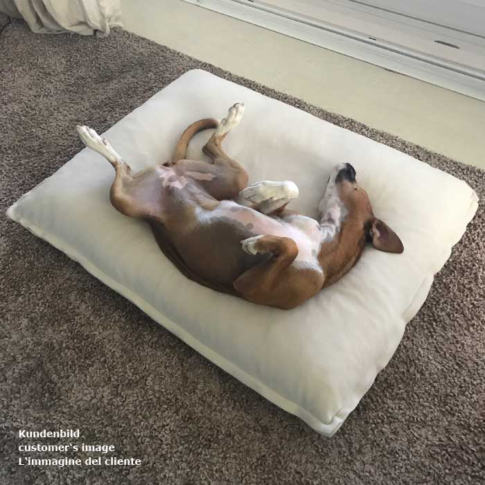 Schlafverhalten des Hundes - Rückenschläfer