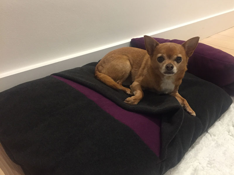 Der kleine Chihuahua liegt auf dem Hundekissen von pet.interiors. 